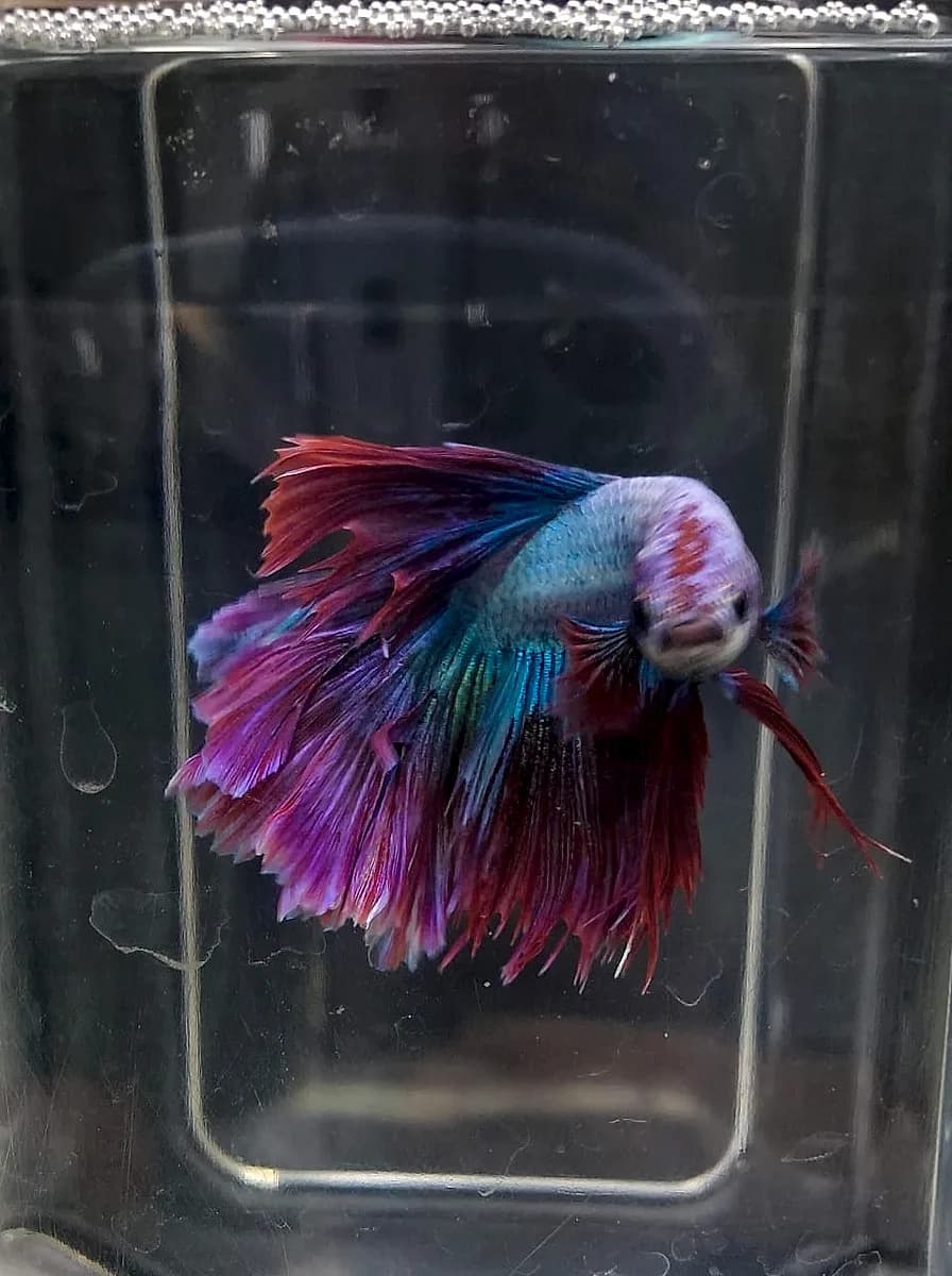 Peixe betta halfmoon vermelho, roxo e azul na beteira da Aquapets Exóticos em João Pessoa