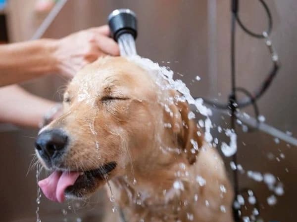 Cachorro recebendo banho com ozônio para o cuidado da pele em João Pessoa