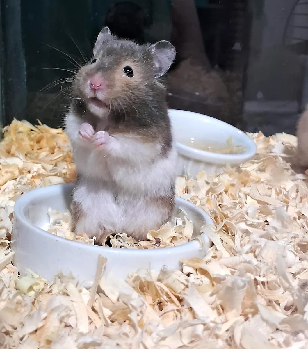 Hamster sírio em pé no potinho com serragem na Aquapets Exóticos em João Pessoa